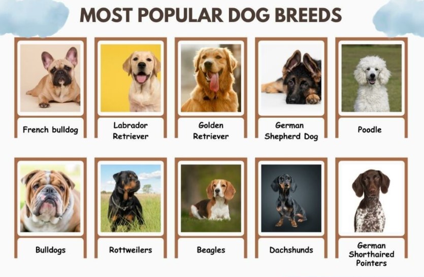 Top Dogs: Exploring the World’s Most Beloved Breeds